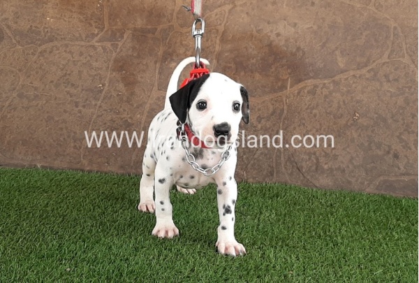 --dalmation-42_11