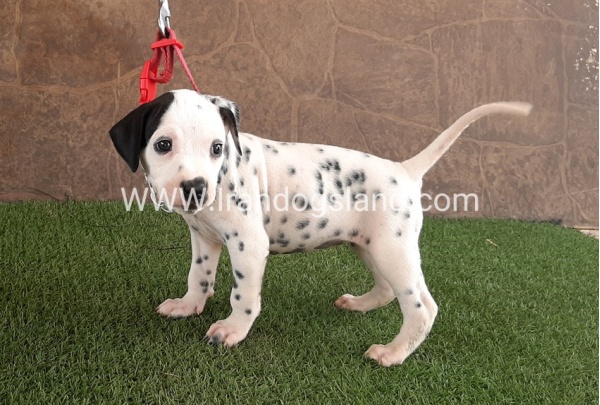 --dalmation-42_12