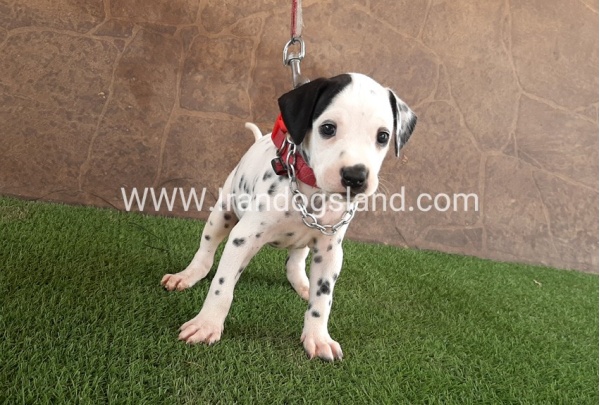 --dalmation-42_2