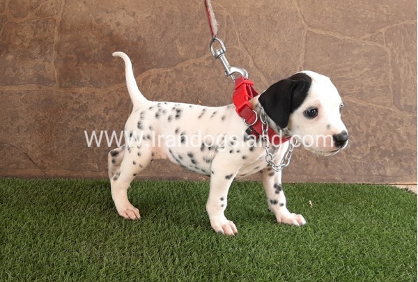 --dalmation-42_3