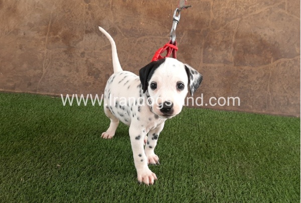 --dalmation-42_4