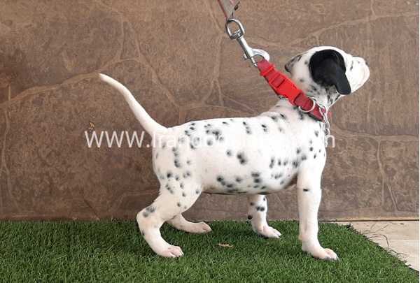 --dalmation-42_5