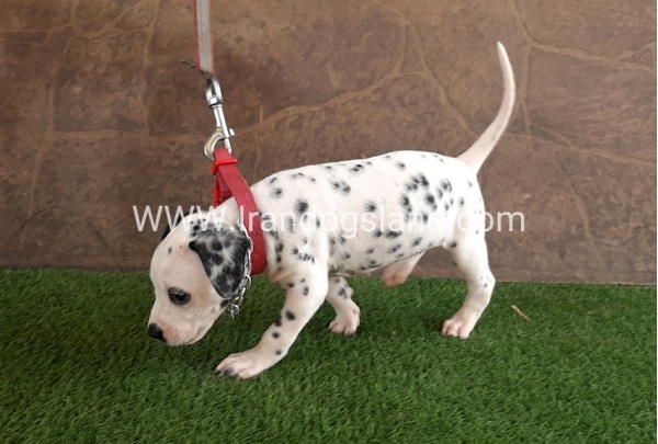 --dalmation-42_6