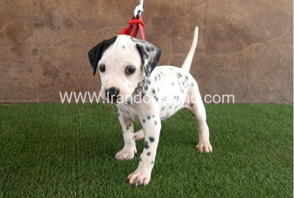 --dalmation-42_7