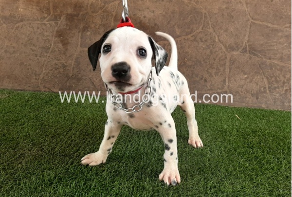 --dalmation-42_8