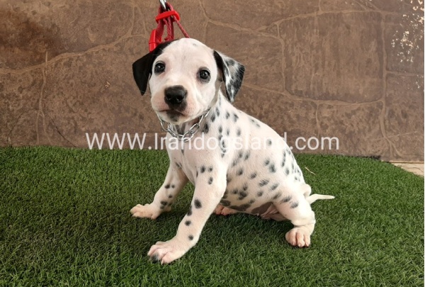 --dalmation-42_9