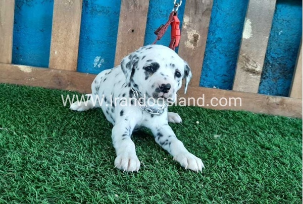 --dalmation-50_1