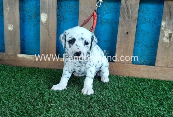 --dalmation-50_2