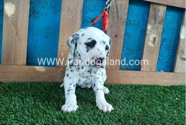 --dalmation-50_3