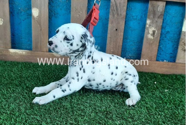 --dalmation-50_4
