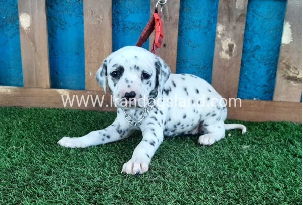 --dalmation-50_5