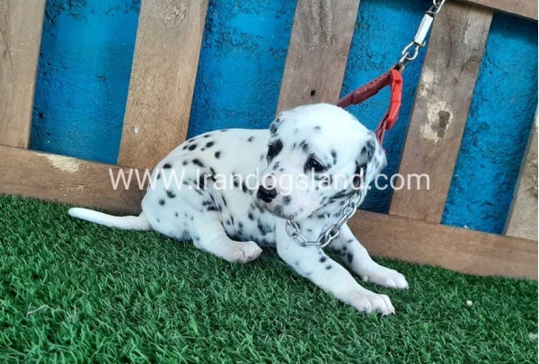 --dalmation-50_6