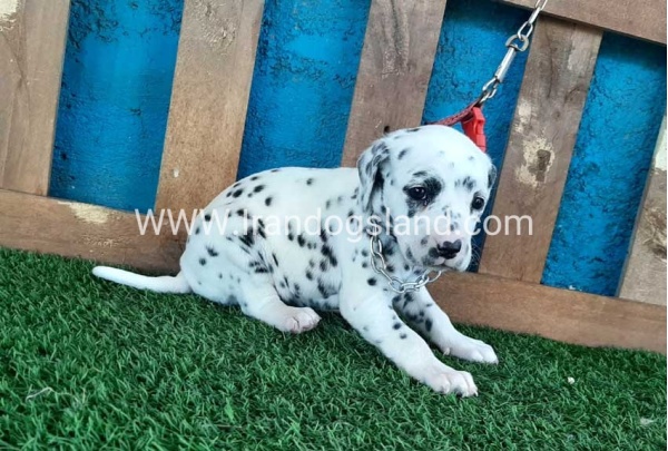--dalmation-50_7