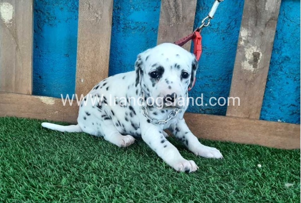 --dalmation-50_8