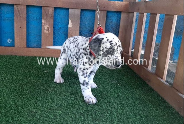 --dalmation-51_1