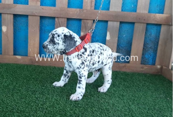 --dalmation-51_2
