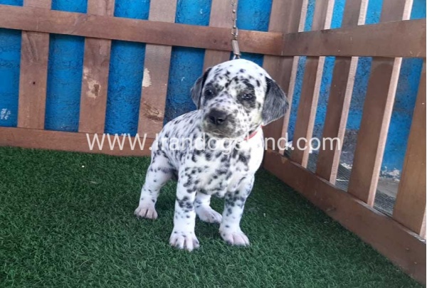 --dalmation-51_3
