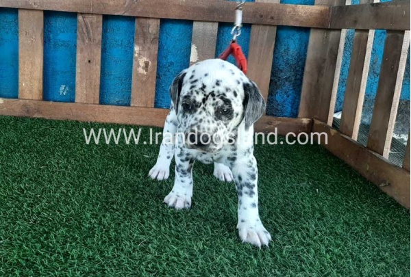--dalmation-51_4