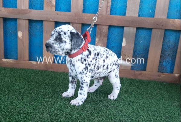 --dalmation-51_5