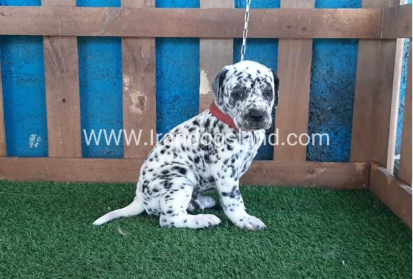 --dalmation-51_6
