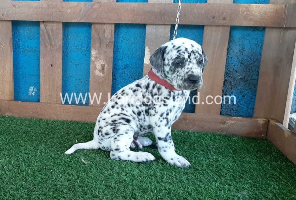 --dalmation-51_7