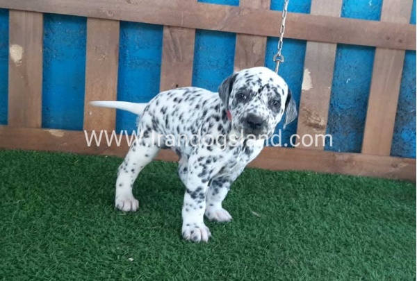 --dalmation-51_8
