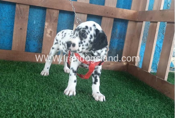 --dalmation-61_1