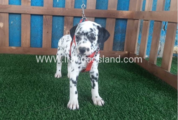 --dalmation-61_10