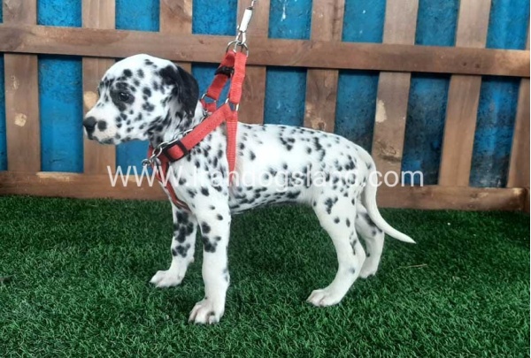 --dalmation-61_11