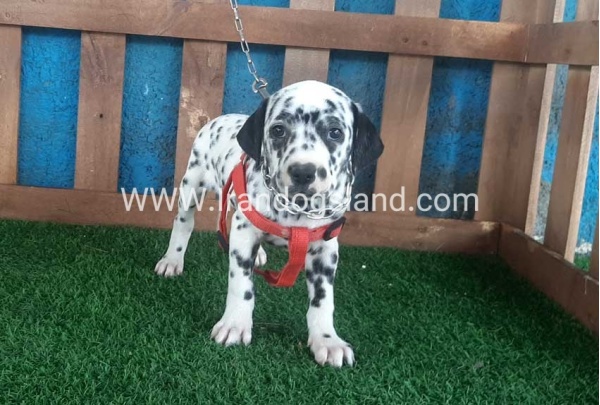--dalmation-61_2