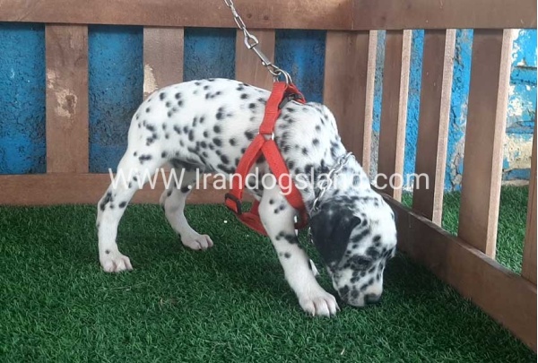 --dalmation-61_3