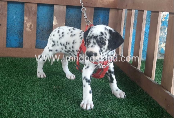 --dalmation-61_4