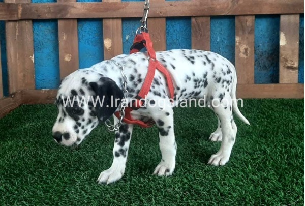 --dalmation-61_5