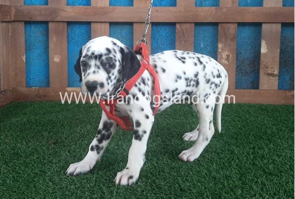 --dalmation-61_6