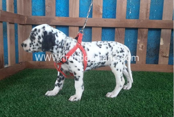 --dalmation-61_7