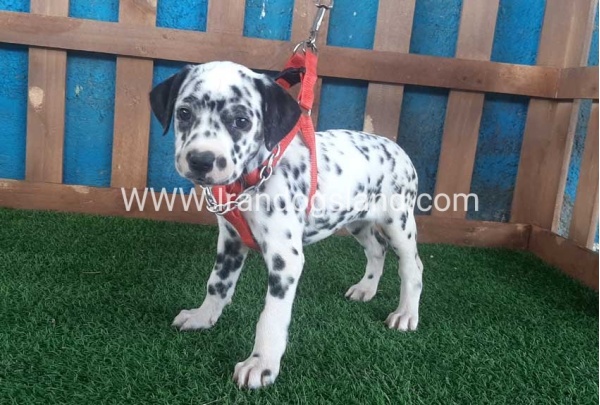 --dalmation-61_8