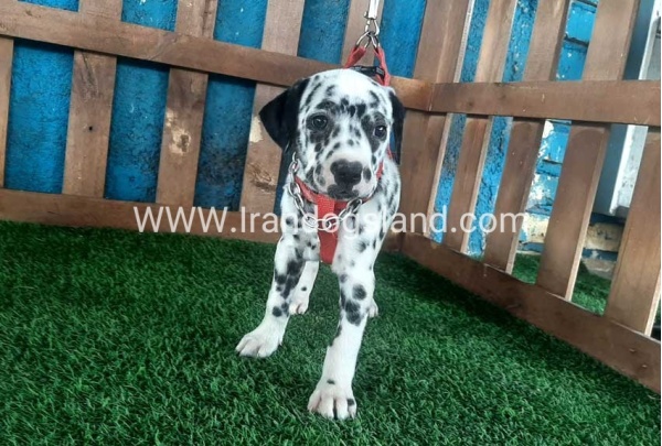 --dalmation-61_9