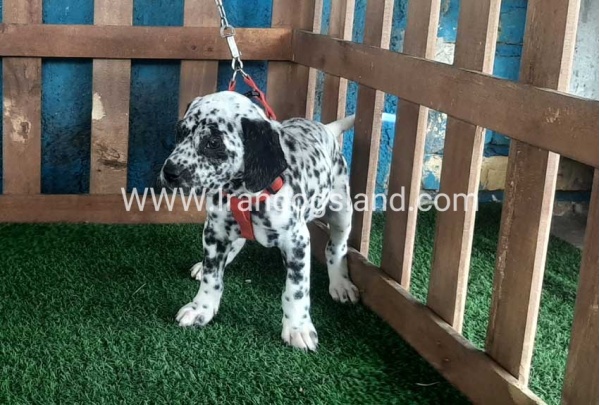 --dalmation-67_1