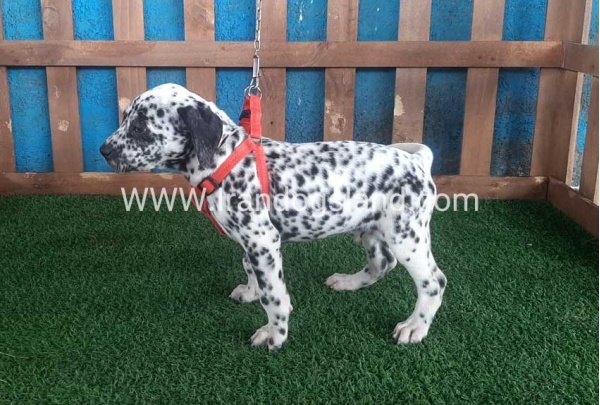 --dalmation-67_10
