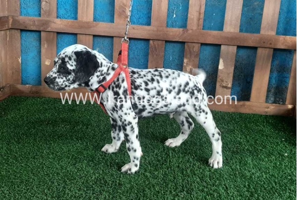 --dalmation-67_2