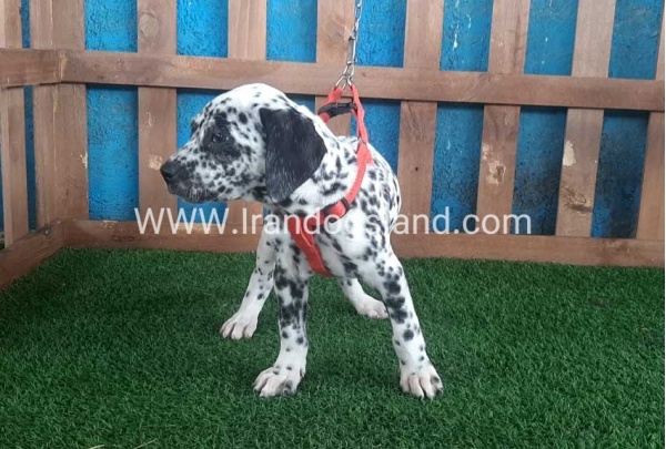--dalmation-67_3
