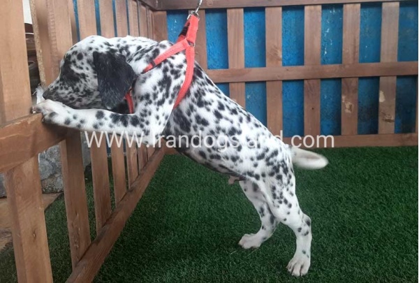 --dalmation-67_4