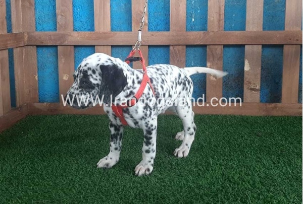 --dalmation-67_5