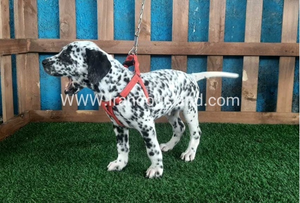 --dalmation-67_6