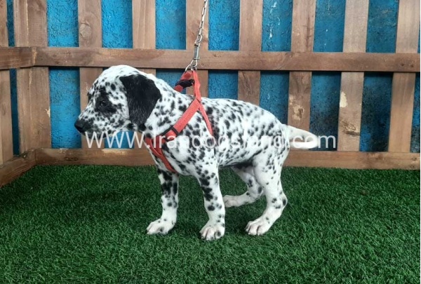 --dalmation-67_7