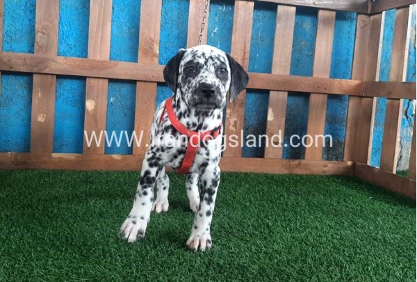 --dalmation-67_8