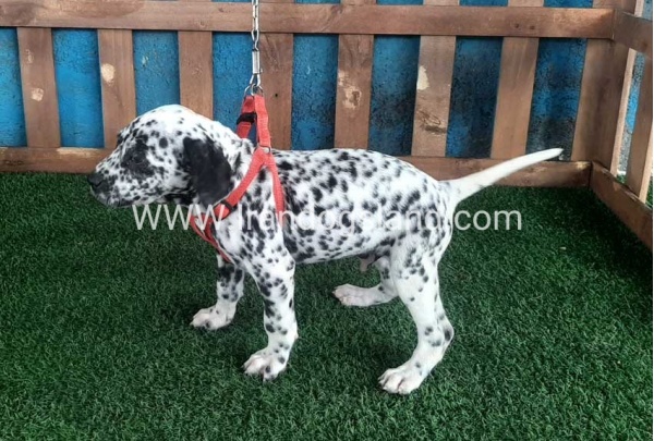 --dalmation-67_9