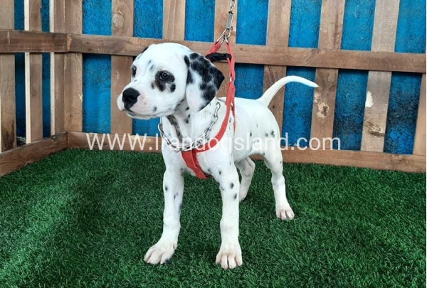 --dalmation-70_1