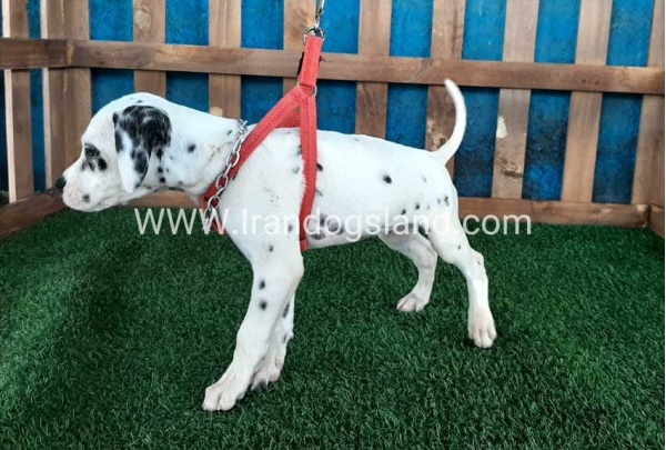--dalmation-70_2