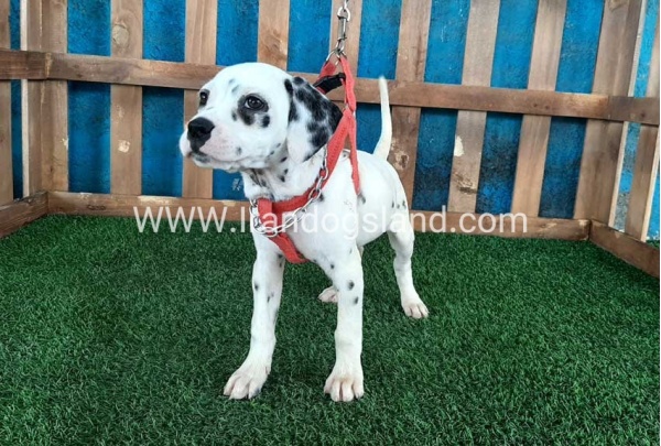 --dalmation-70_3